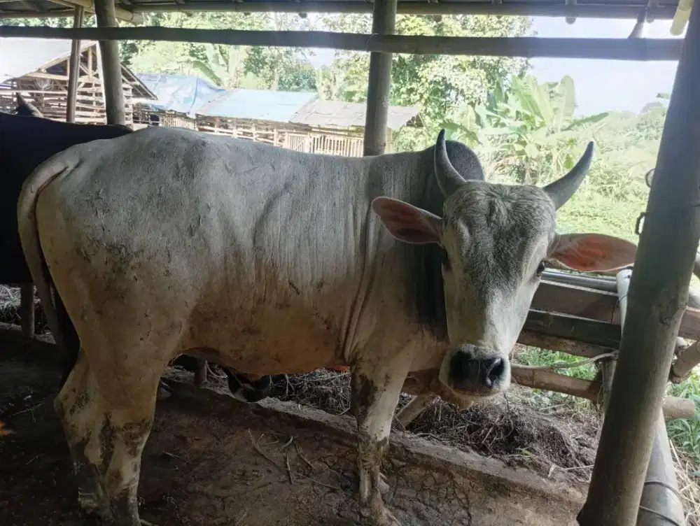 Sapi po untuk berat 450kg