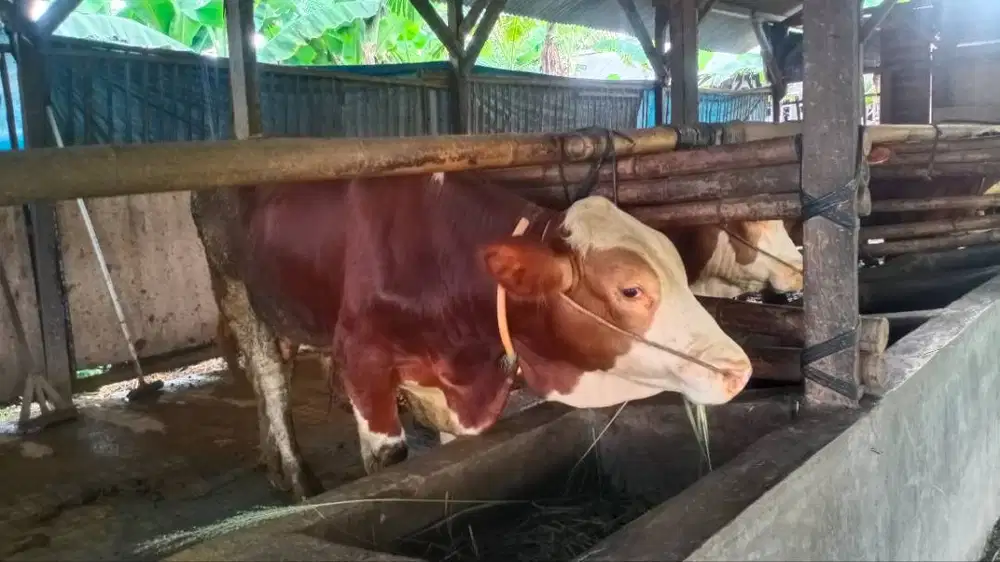 Sapi qurban jenis simental hrg 23 jt sampai 30 jt