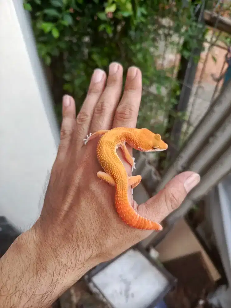 Leopard Gecko Shtctb