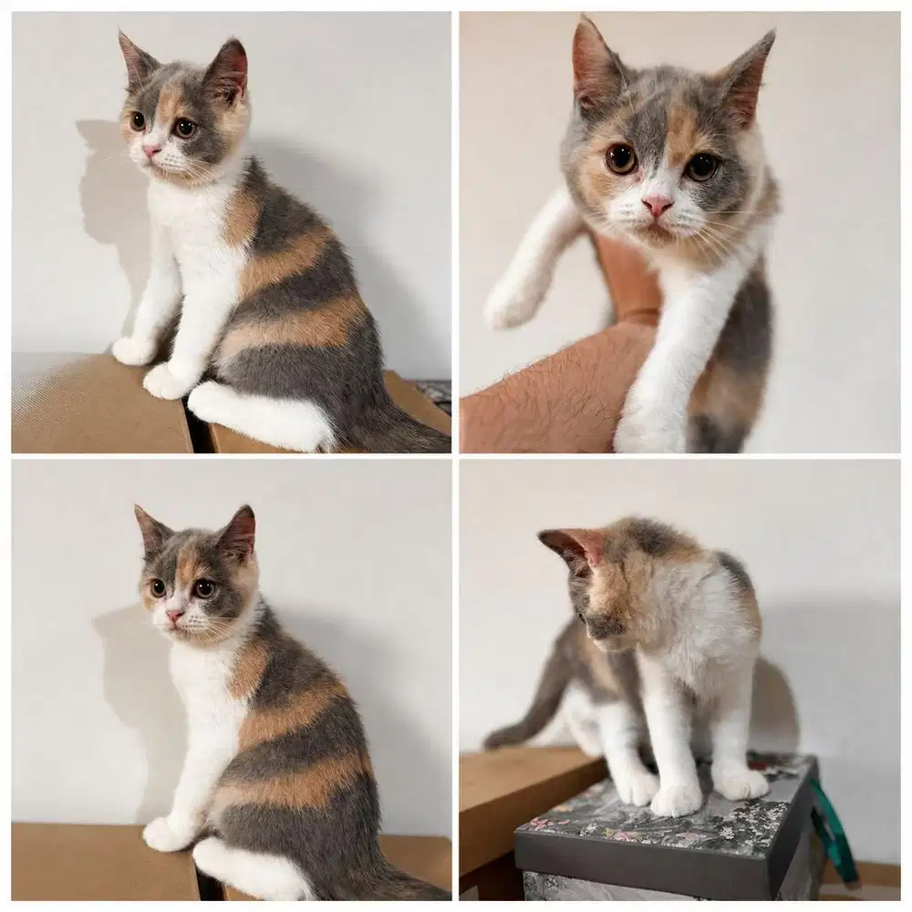 BSH Kitten Betina