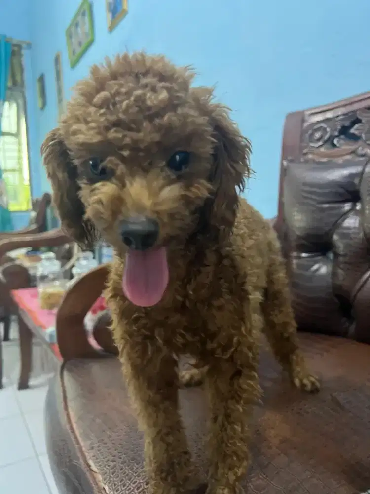 Jual Poodle Betina