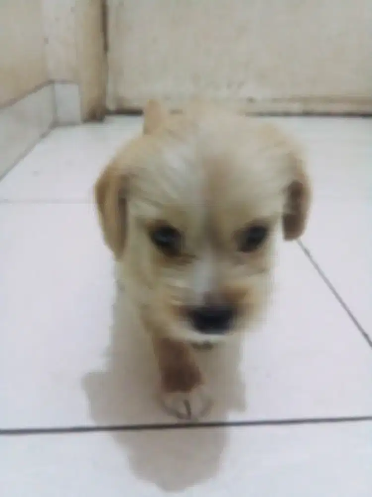 Anak anjing ras ceper