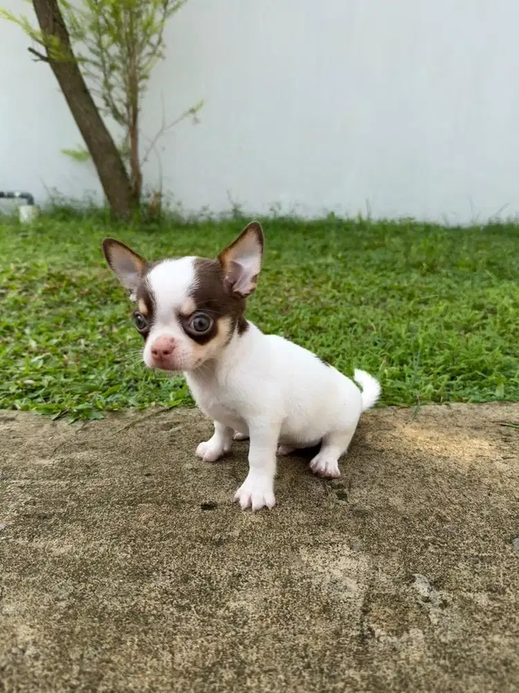 Mini chihuahua maroon