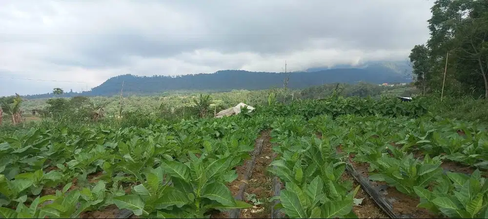 Tanah di kopeng jawa Tengah