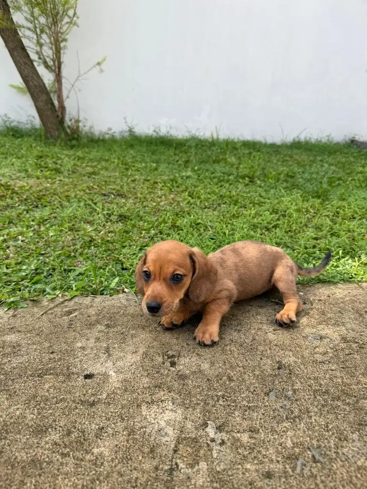 Mini tekel / mini dachshund