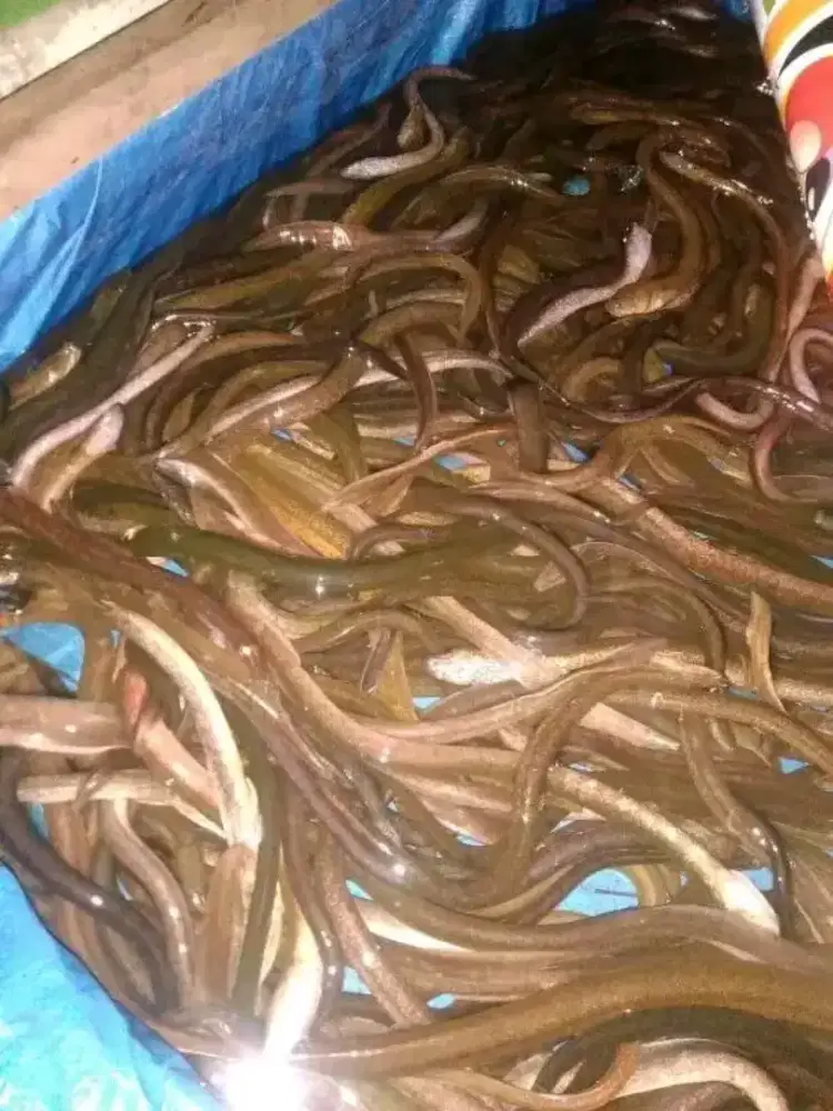 Ikan belut segar bayar di tempat