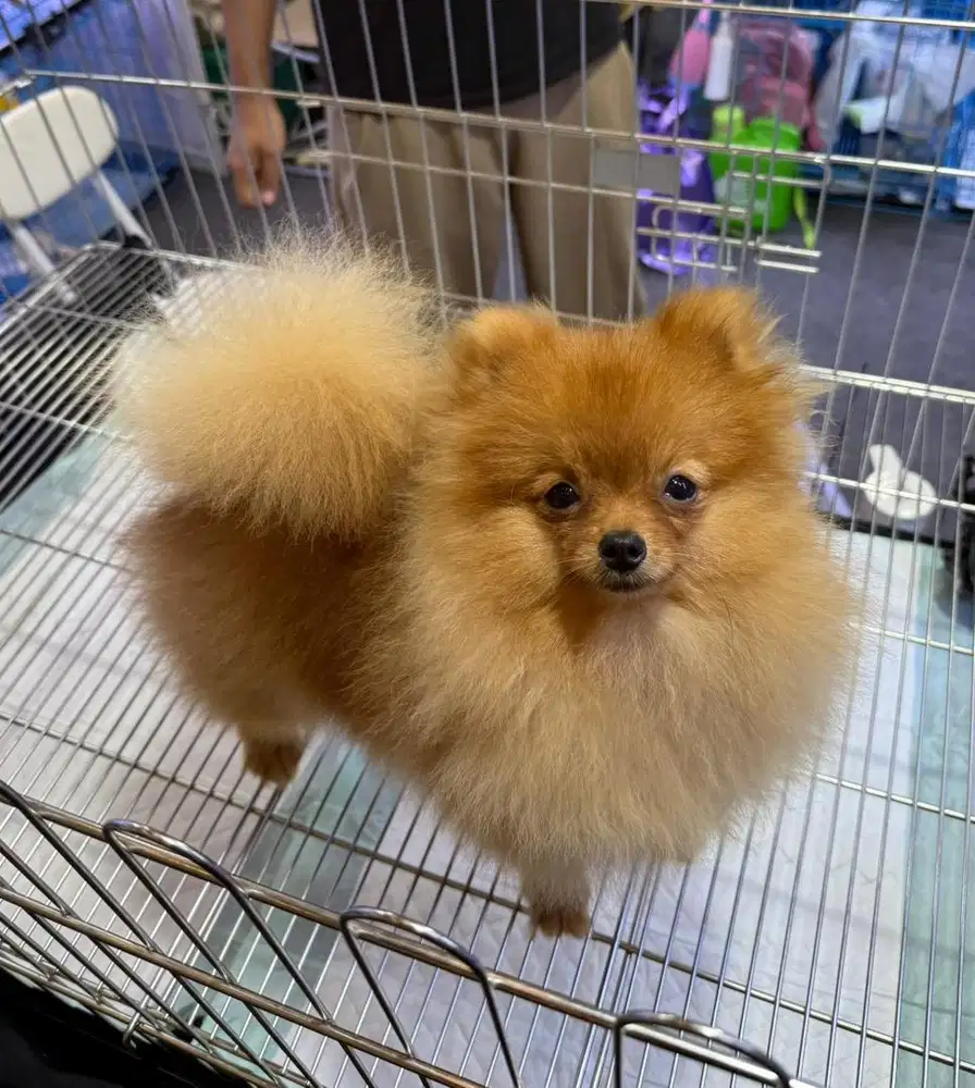 Super MiniPom calon pejantan