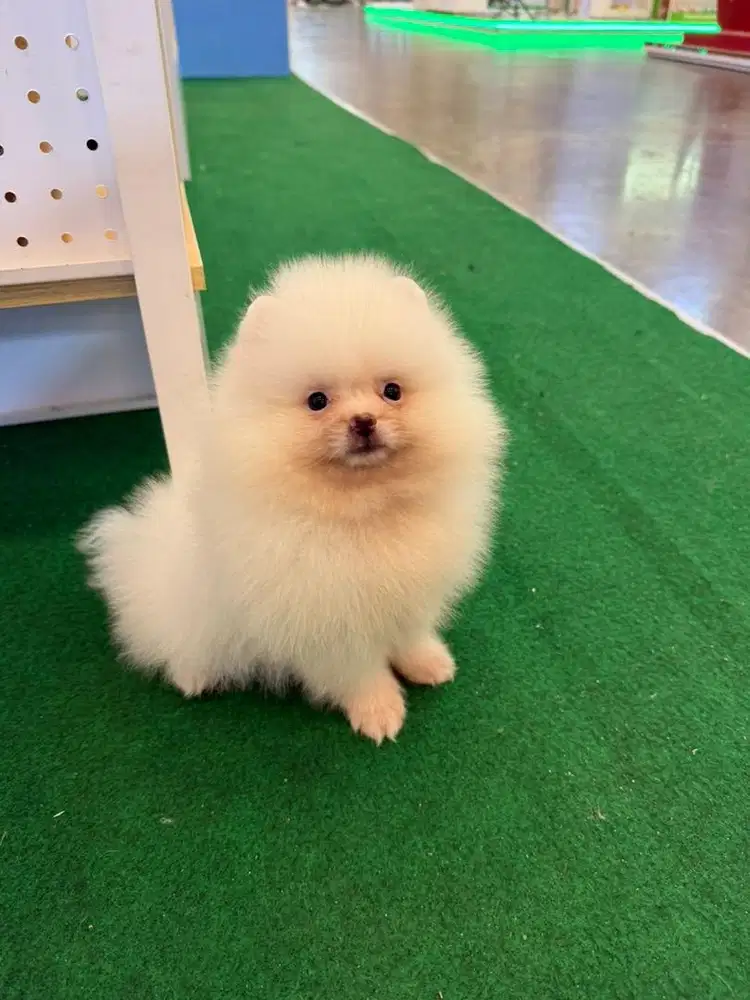 Minipom putih cakep glamour