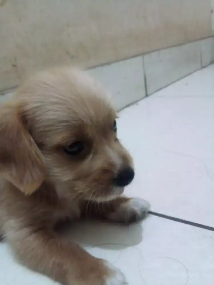 Puppy ras ceper (kecil)