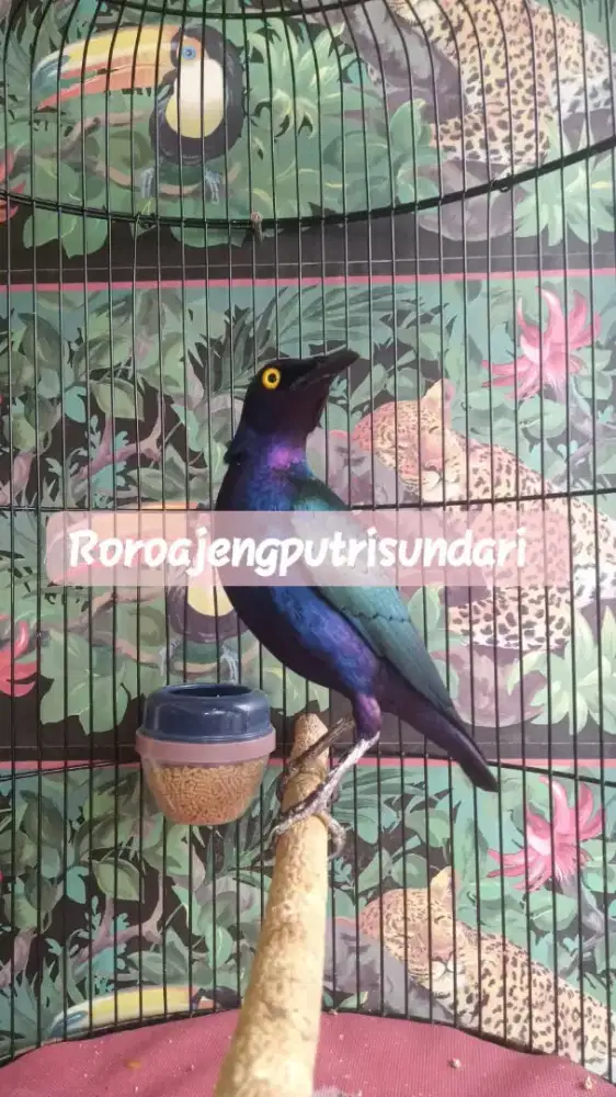 Jalak Afrika purple