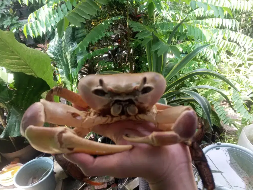 Kepiting hias Cardisoma Carnifex