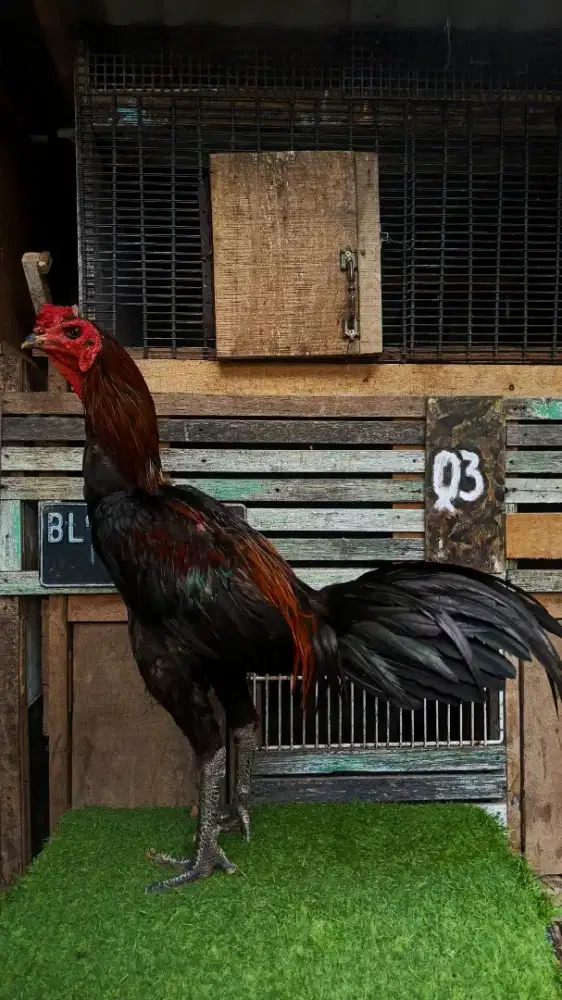 Ayam Magon dewasa