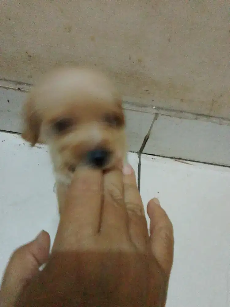Anak anjing ( warna golden)