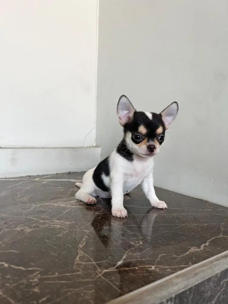 Chihuahua pure betina
