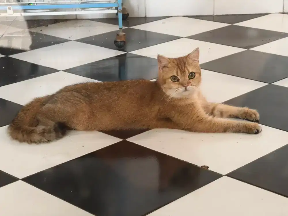 BSH Golden Betina Proven Indukan British Shorthair NY11 NY12