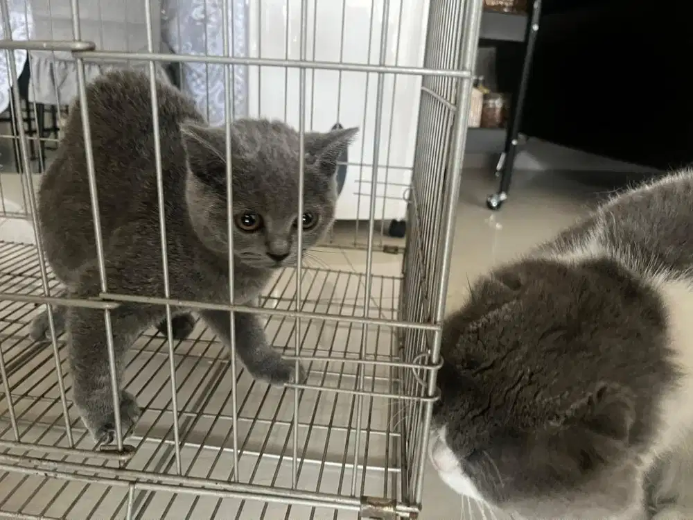 Kucing BSH adop murce sehat