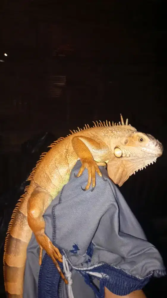 Iguana red hypo betina