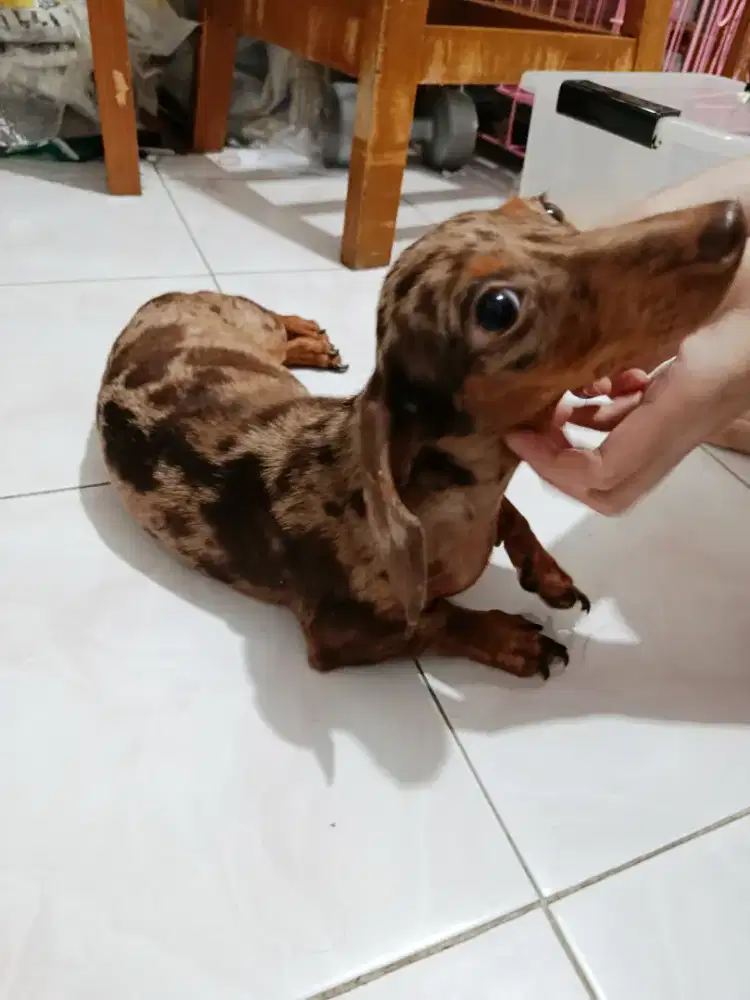 Dijual anjing tekel betina Red dapple