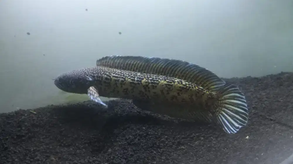 Jual Cepat Ikan Channa Auranty