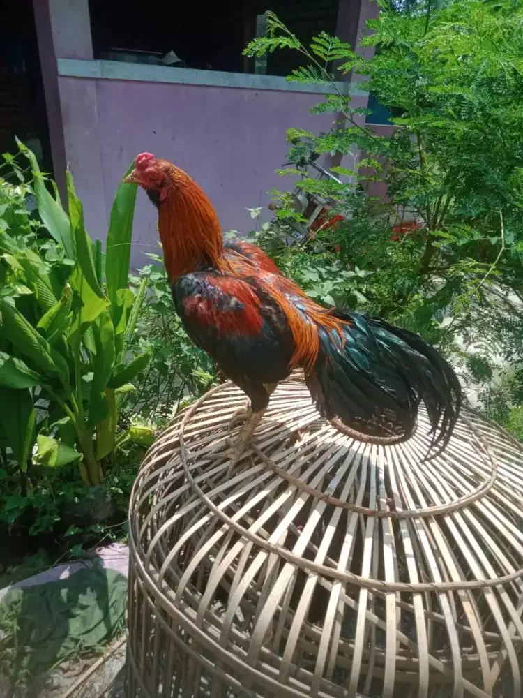 Ayam aseel speed teknik jos win 1 x super Taji  abar ada jos murah