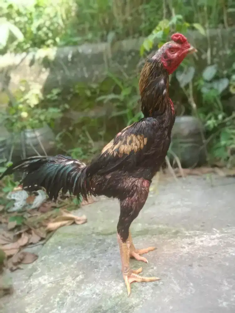 Ayam shamo Jepang line Mr old murah udah win ada minus Monggo