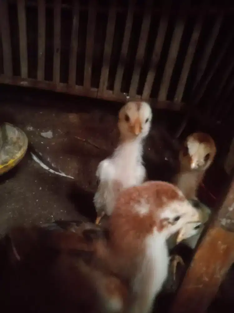 Anak sahmo mantap tulang jos bulu antik mantap murah