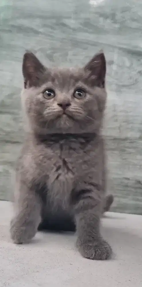Kucing BSH Jantan