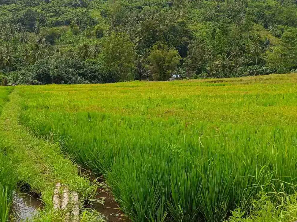 DIJUAL CEPAT TANAH SAWAH DAERAH KAUDITAN, HARGA SANGAT MURAH