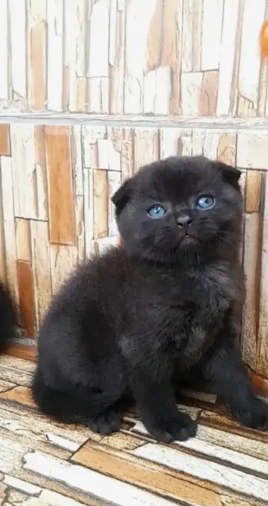 Kitten scottish fold