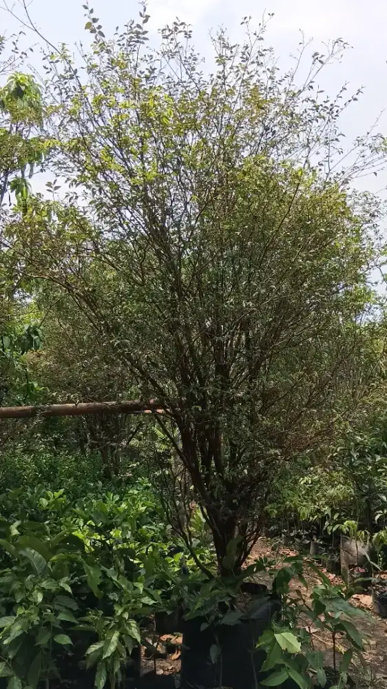 Pohon anggur berajil super rimbun