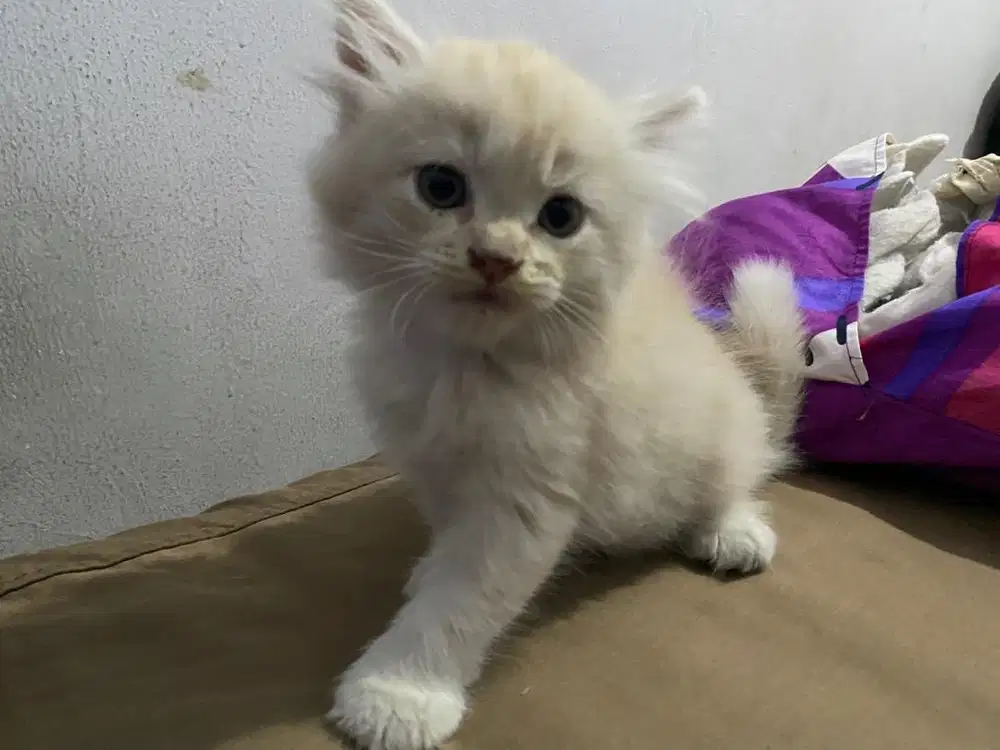 Kitten persia 2 bulan