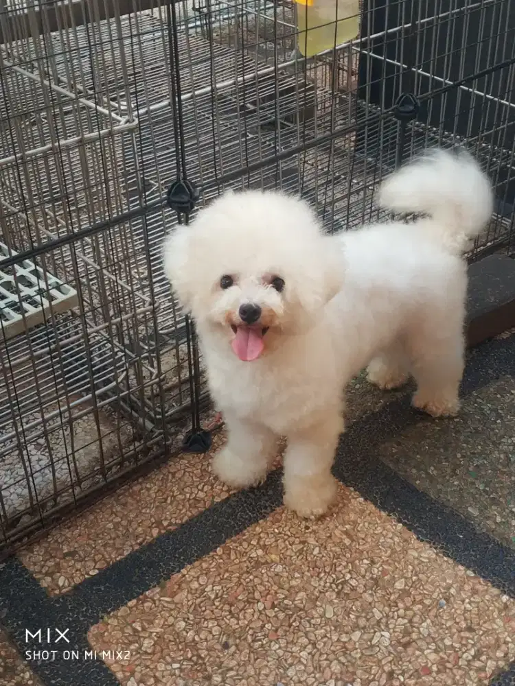Jual Pejantan Mini Bichon frise