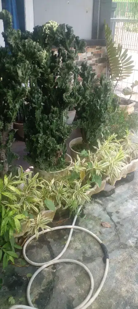 JUAL BUNGA KALTUS KARANG