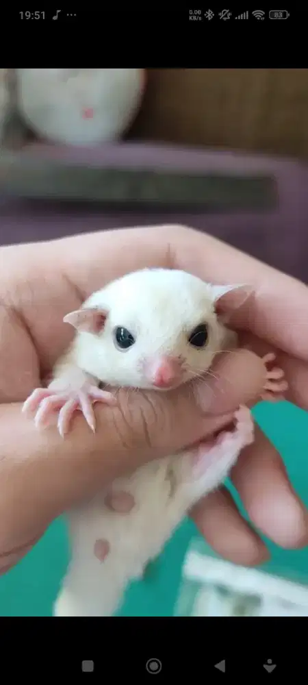 Sugar Glider Leucistik ( Jantan )