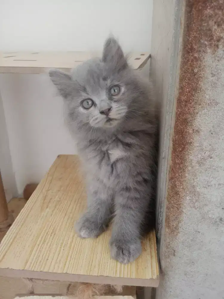 KITTEN PERSIA LONG HAIR
