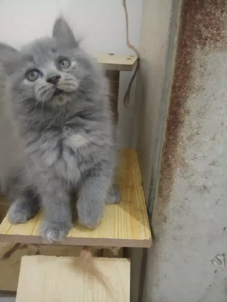 KITTEN PERSIA LONG HAIR