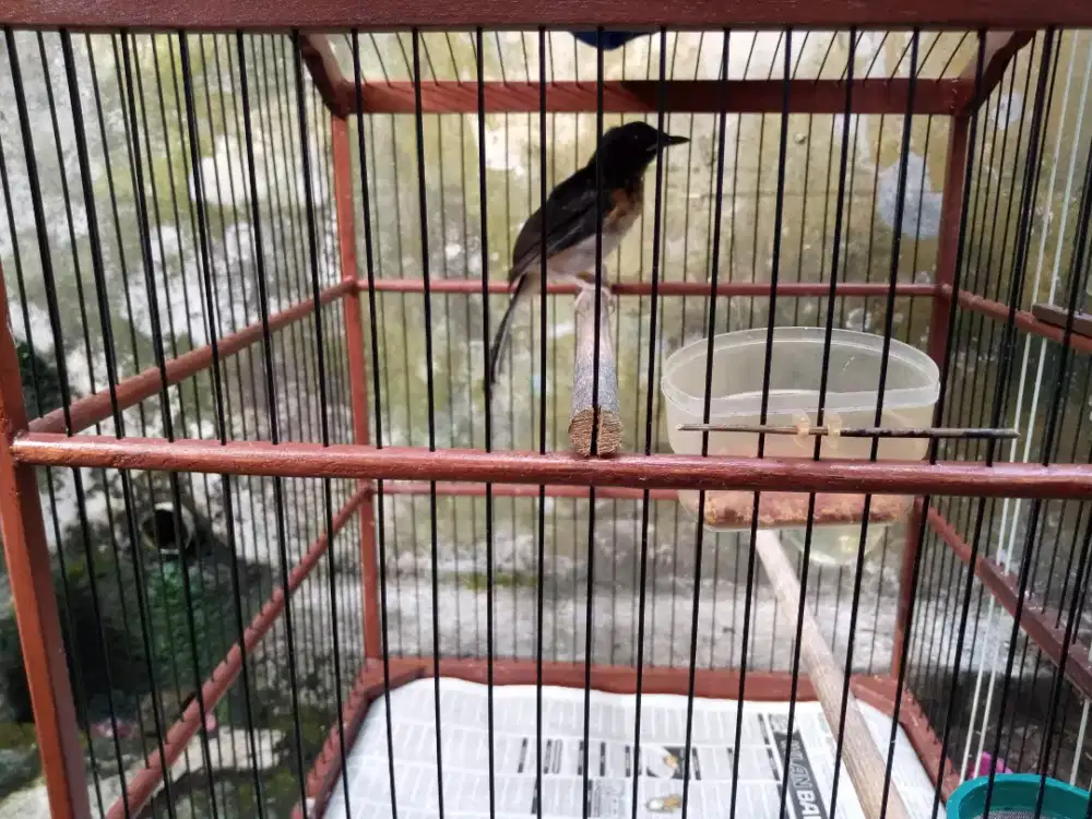 Murai Batu Trotol