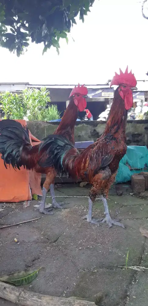 Ayam pelung jantan remaja