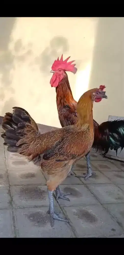 Ayam pelung sepasang