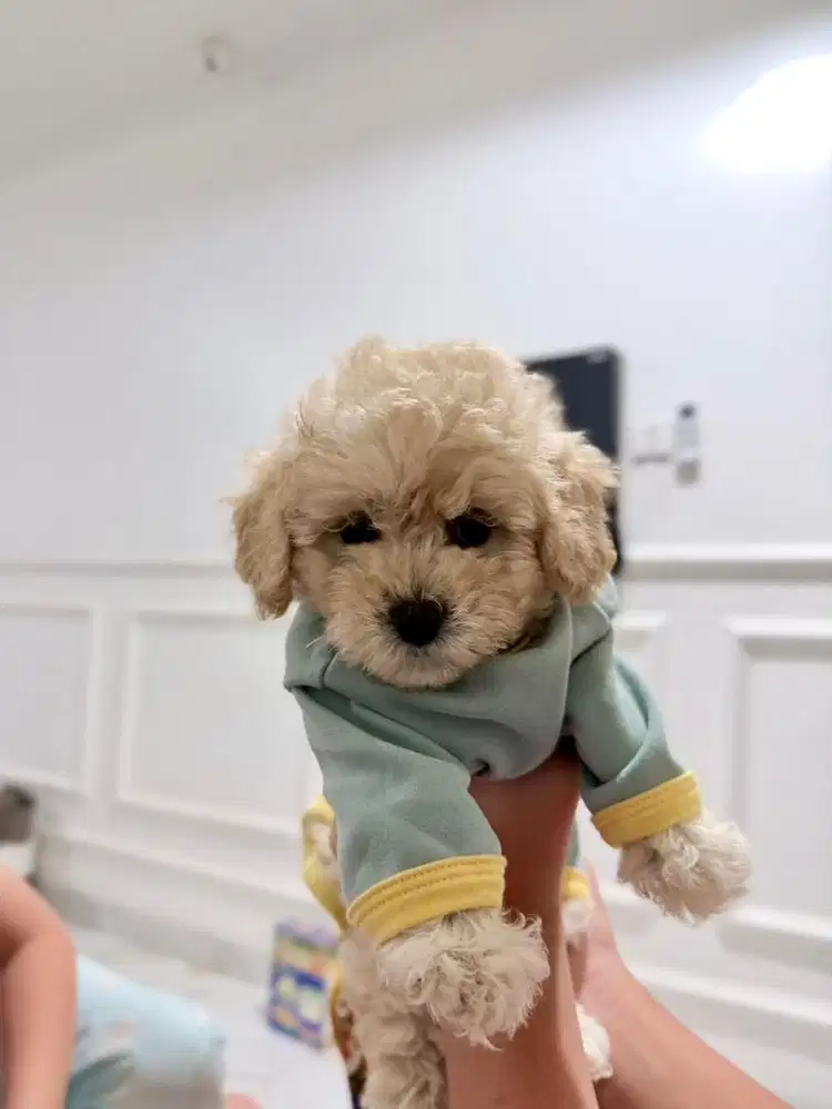 Poodle size tiny