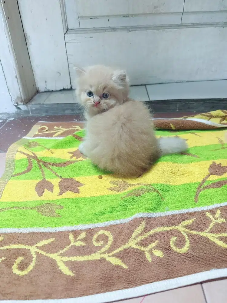 kitten persia himalaya
