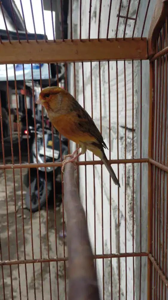 Burung kenari AF jantan gacor