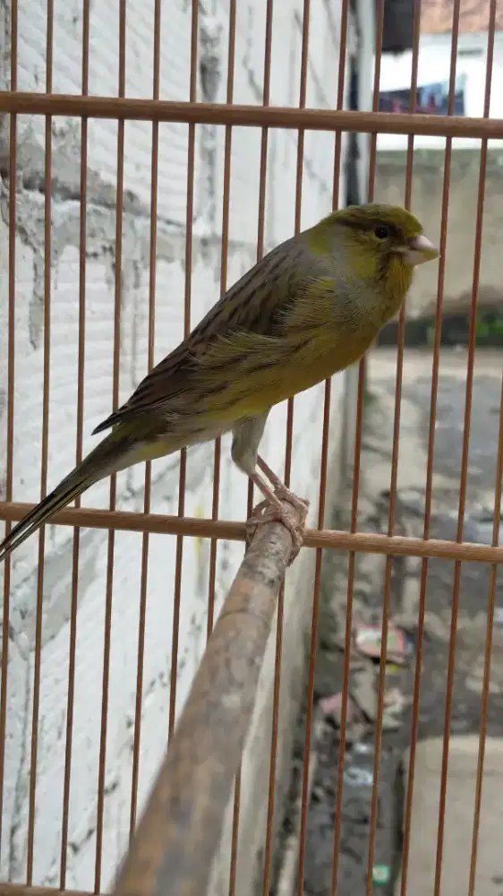 Burung kenari AF betina siapan