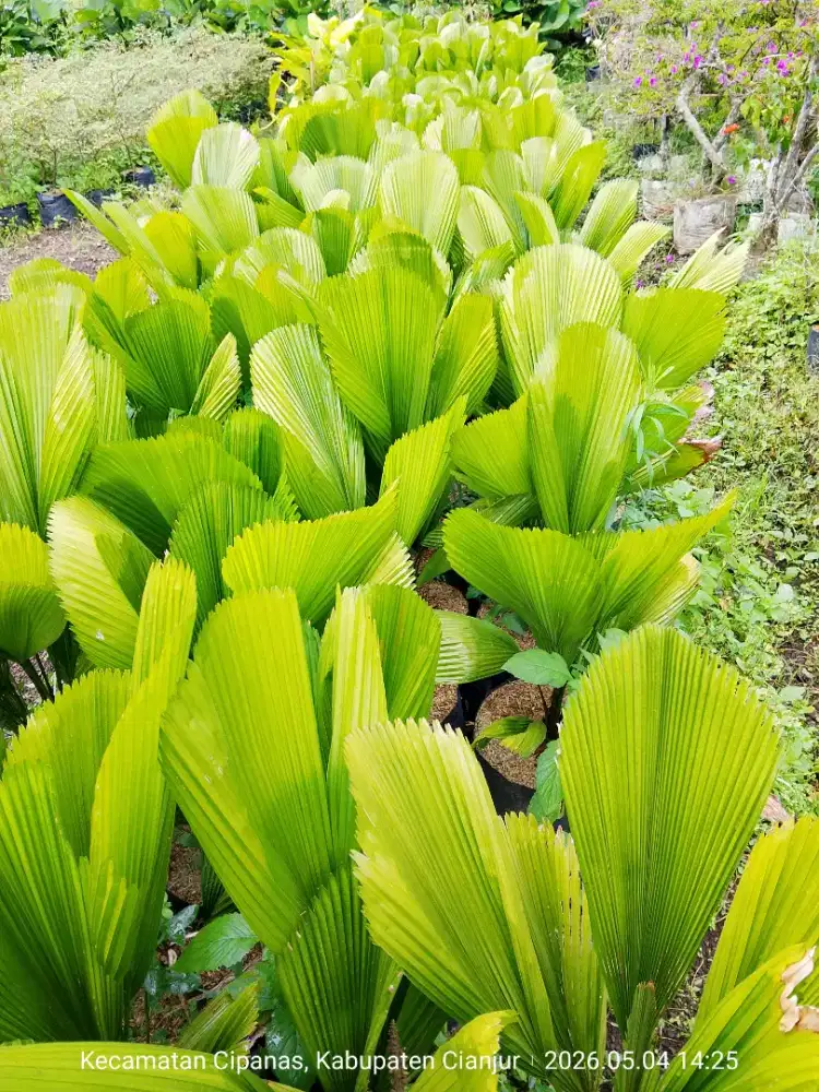 Jual tanaman palem kol