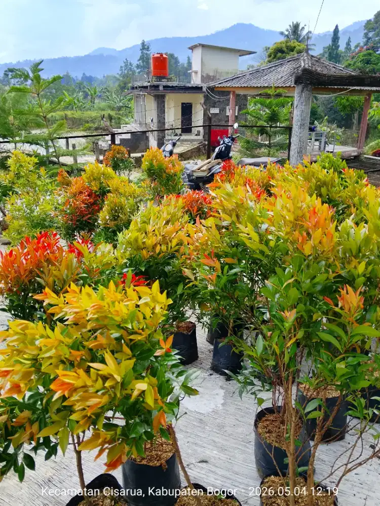 Pucuk Merah tinggi 1 meter