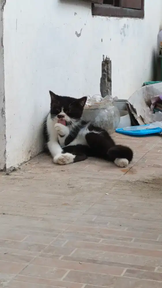 Kucing perisa flatnose