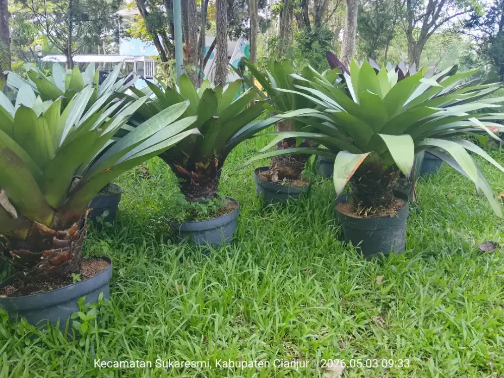 Bromelia Gaint ukuran besar