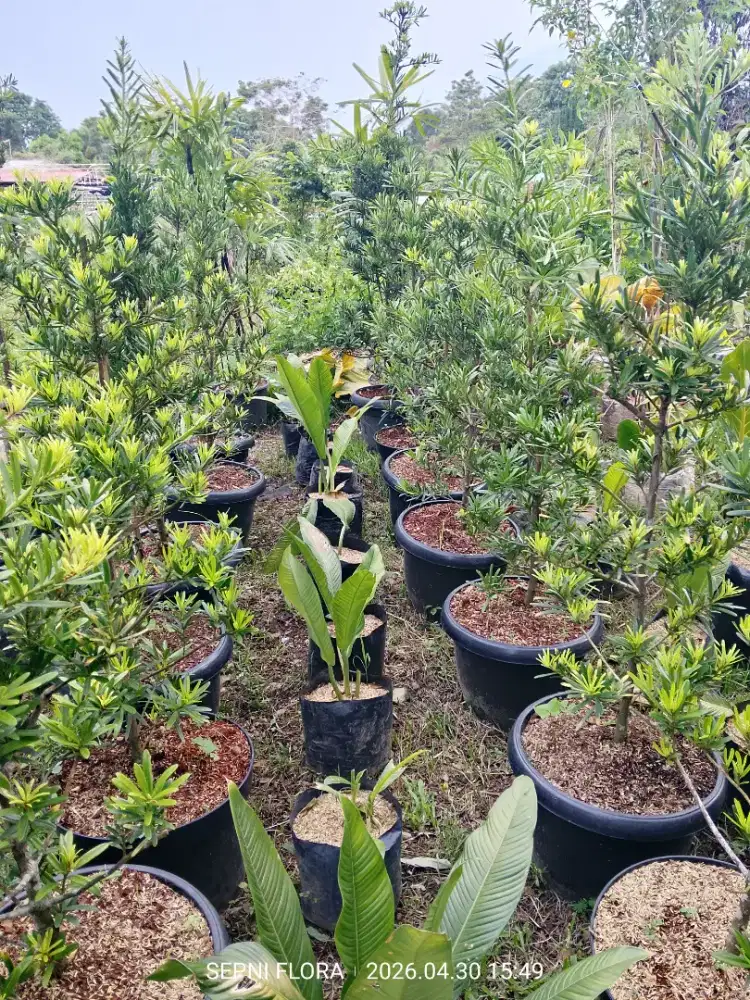Tanaman Lohansung  tinggi 1 meter