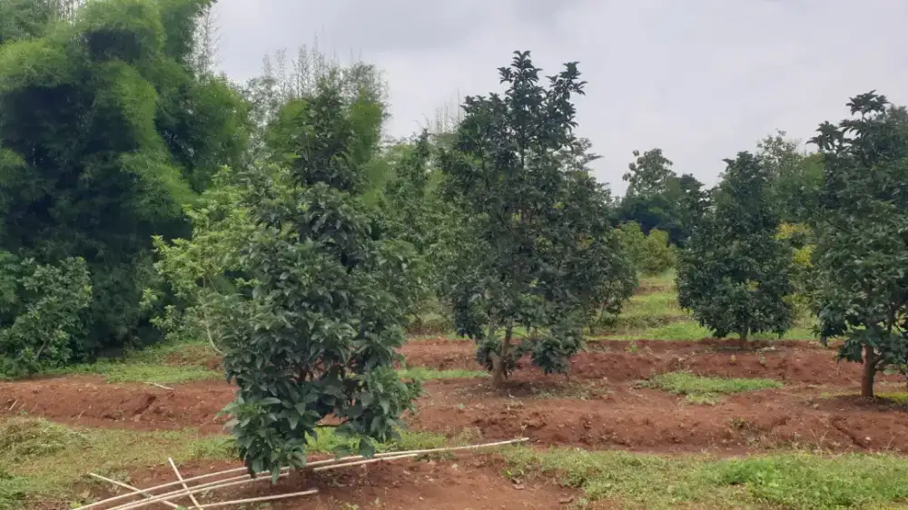 Dijual kebun durian mojogedang