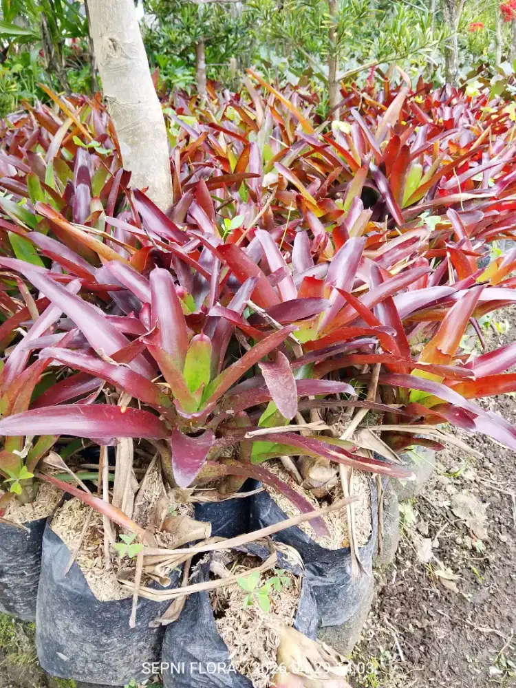 Bromelia merah mini